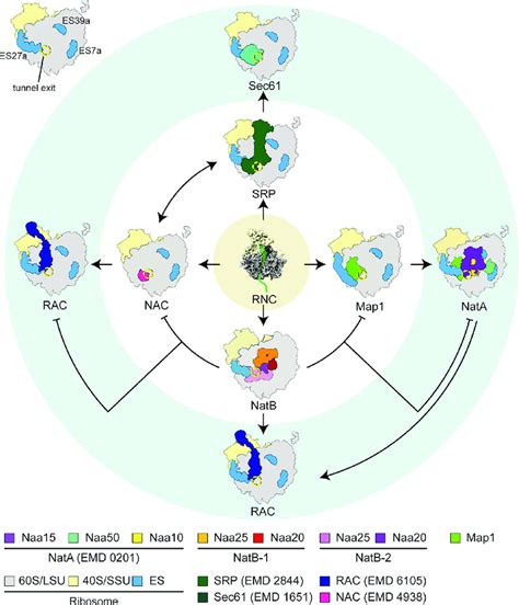 NAC guides a ribosomal multienzyme complex for nascent .
